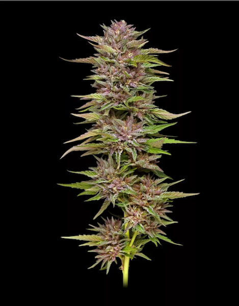 Pineapple Muffin > Humboldt Seed Company | Feminized Cannabis   |  Indica